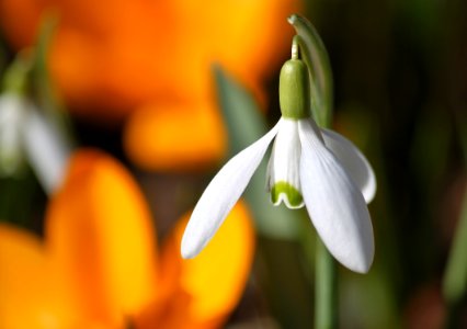 White Flower Bud