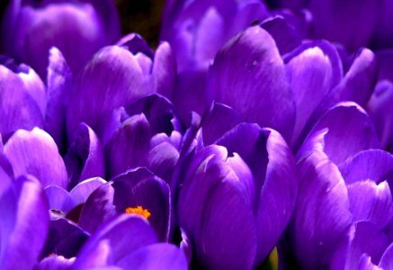 Close Up Photo Of Purple Clustered Flower photo