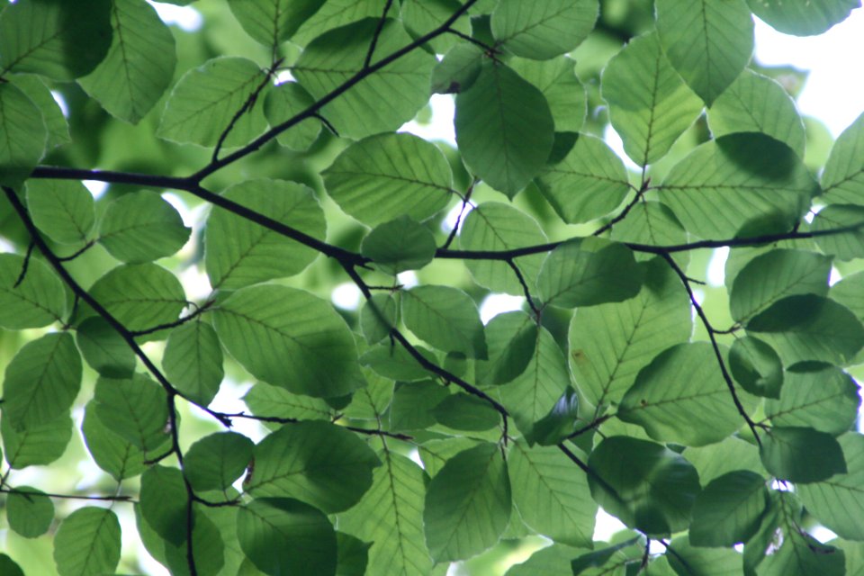 Green Leaf Tree