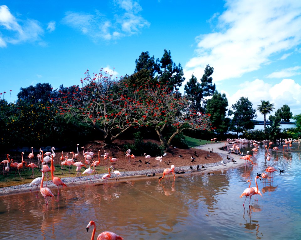 Florida Flamingos. Original image from Carol M. Highsmith’s America, Library of Congress collection.