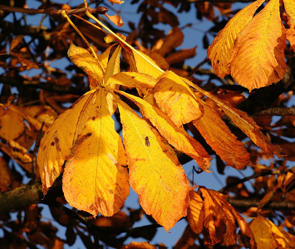 Leaves autumn golden