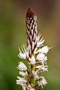 Brown And White Flower