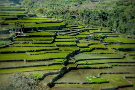 Green Rice Terraces photo