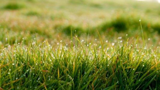 Dew On Sunny Grass photo