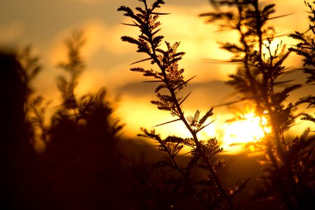 Tree With Sunset View photo