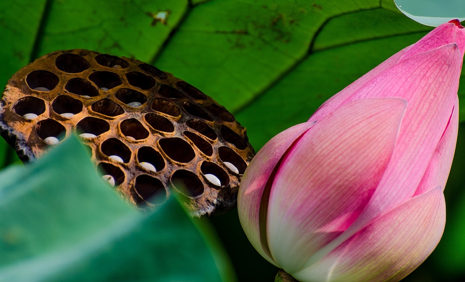 Flower plant vegetation