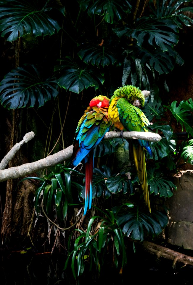 Parrots at the Rainforest Pyramid at Moody Gardens, an educational tourist attraction in Galveston, Texas.