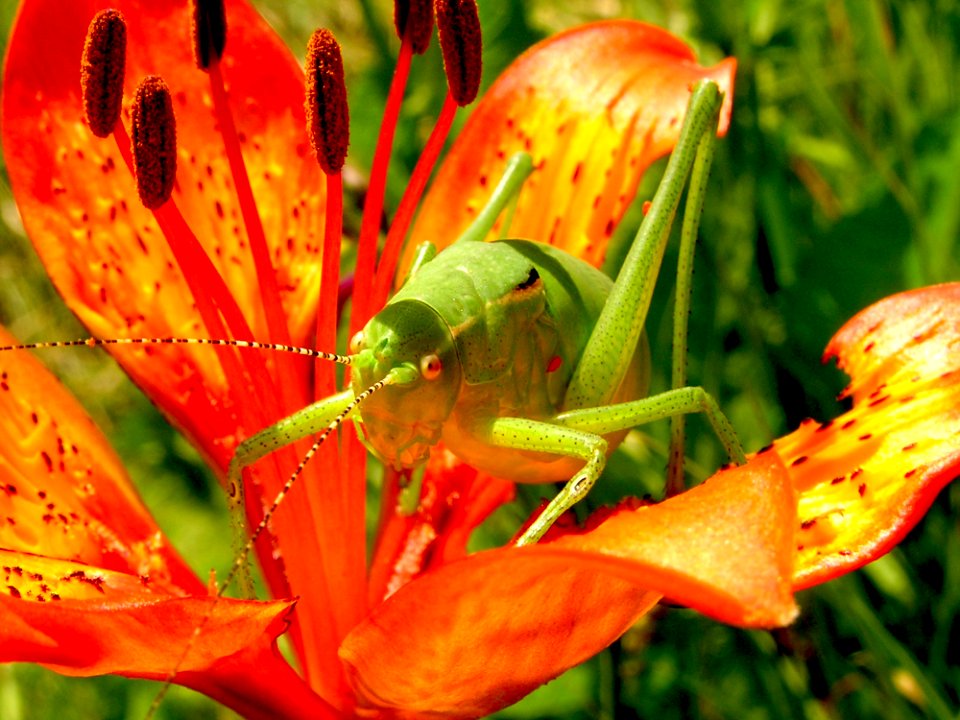 Green Grasshopper On Red 5 Petaled Flower