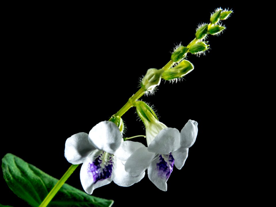 Macro Photography Of White 5 Petaled Flower