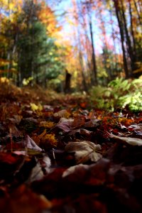 Maple Leaves Photo
