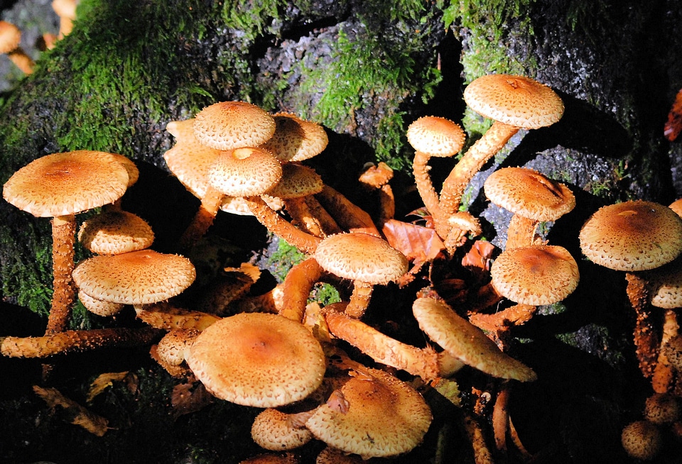 Toadstool decay flora