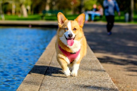 Corgi Dog Outdoors