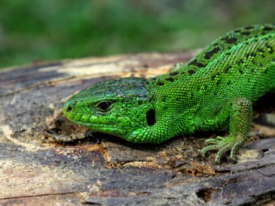 Green Lizard