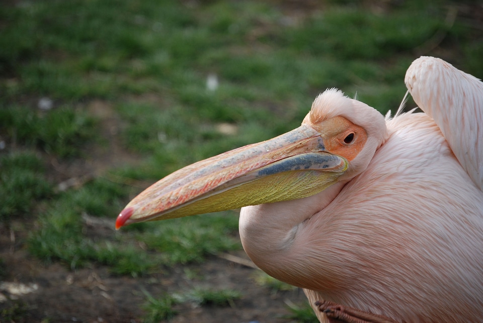 Feathers waterbird waterfowl