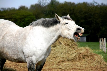 Horse On Field With Hay photo