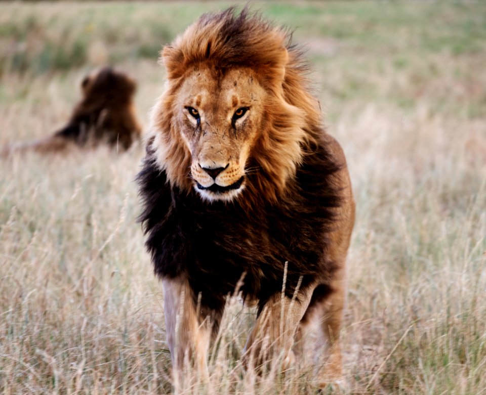 Lions in the grass at the Wild Animal Sanctuary near Keenesburg, Colorado. Original image from Carol M. Highsmith’s America, Library of Congress collection. Digitally enhanced by rawpixel