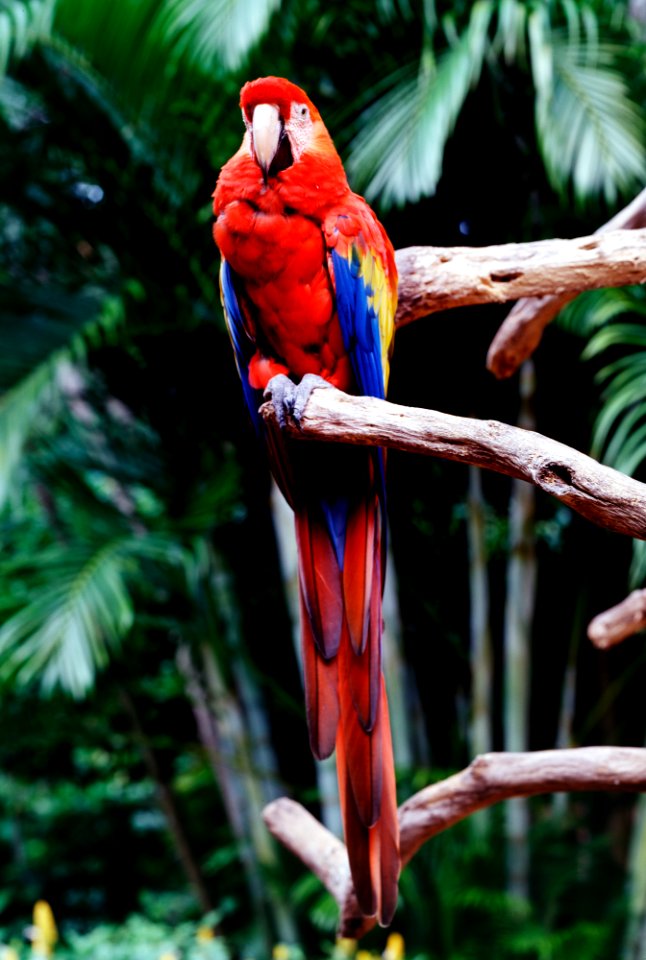Parrot at the Parrot Jungle and Gardens, south of Miami.