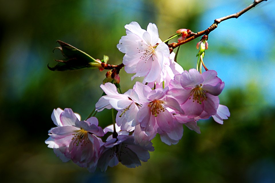Pink Blossoms On Tree