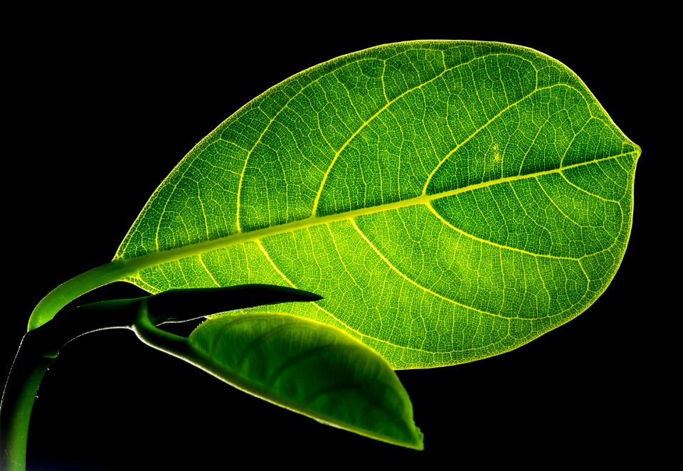 Green Flat Oblong Leaf Plant On Close Up Photography