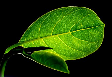 Green Flat Oblong Leaf Plant On Close Up Photography photo