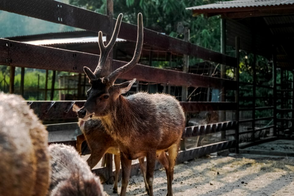 Brown Reindeer Near On Brown Wooden Fence
