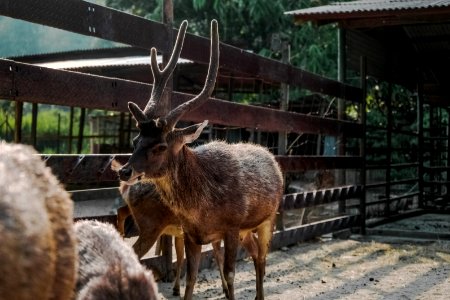 Brown Reindeer Near On Brown Wooden Fence photo