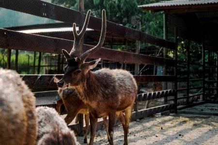 Brown Reindeer Near On Brown Wooden Fence