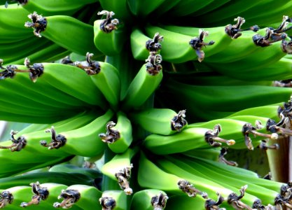 Green Bananas In Bunch