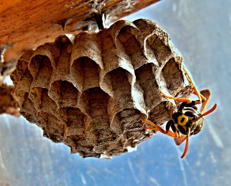 Black And Yellow Wasp
