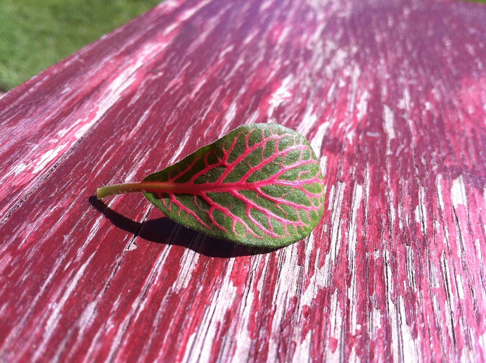 Foliage plant table