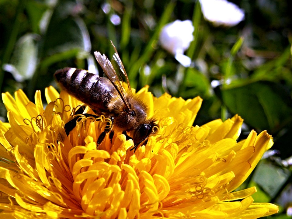 Yellow Bee On A Yellow Flower During Daytime