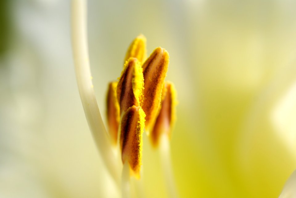 Yellow And Brown Bud Flower