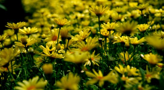 Yellow Petal Flower Field