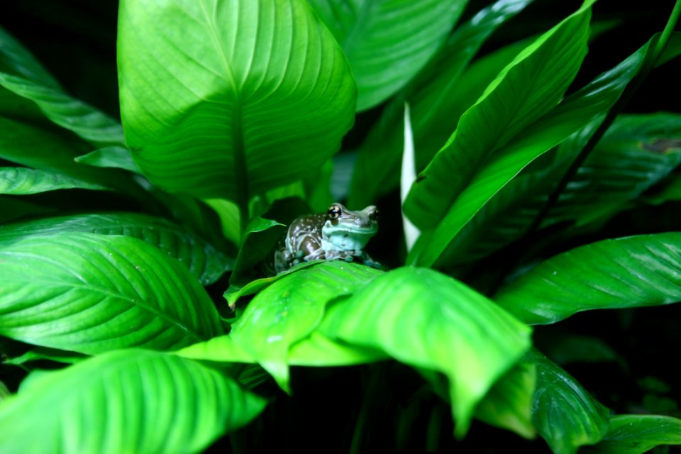 Frog On Leafy Plant