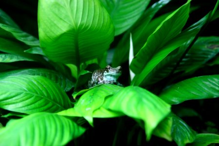 Frog On Leafy Plant photo
