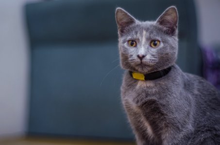 Domestic Grey Cat photo