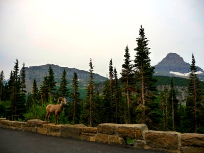 Mouflon Ram On Hay Bales Along Road