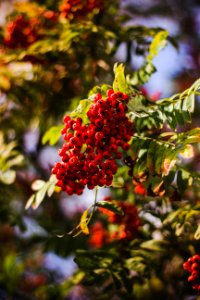 Red Berries On Tree photo