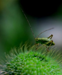 Green Insect photo