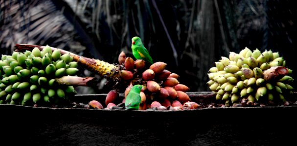 Green Parrots On Fresh Bananas