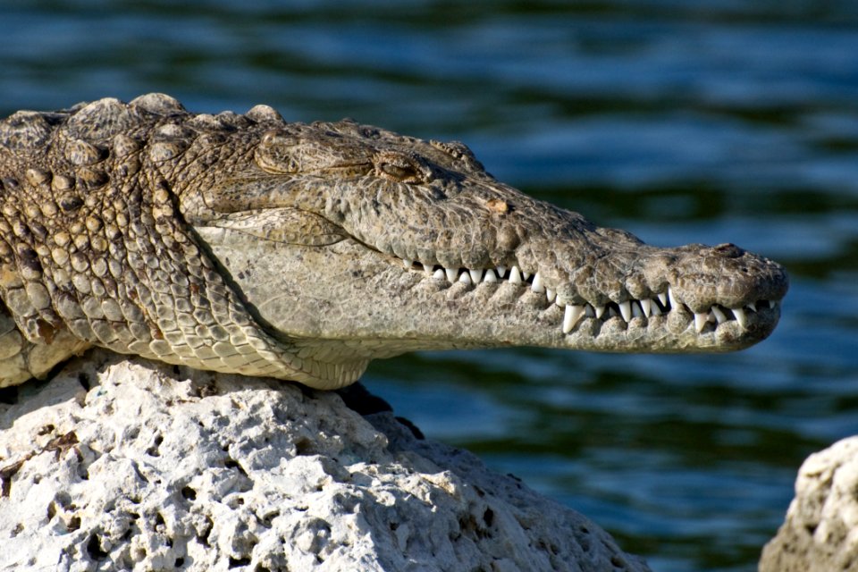 Crocodile On Sunny Rock photo