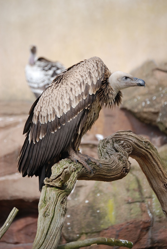 Beak gyps fulvus bird