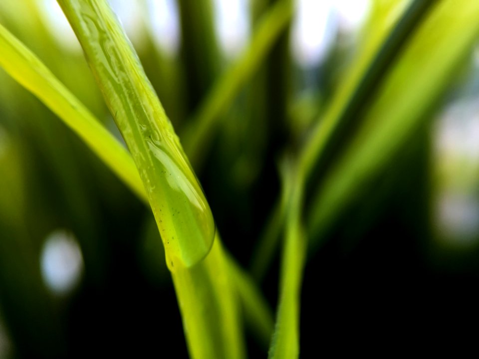 Due On Green Leaf During Daytime