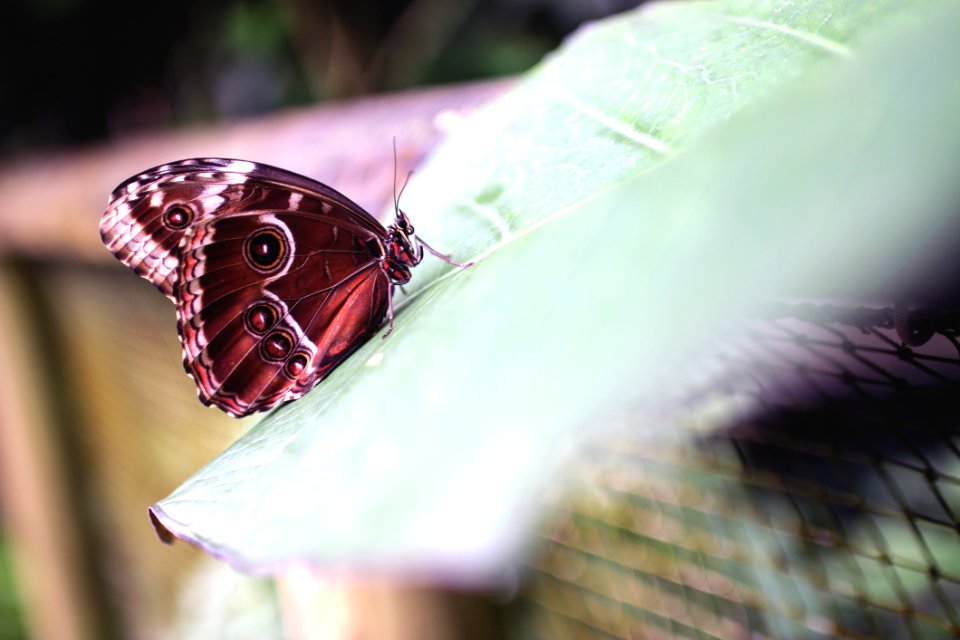 Butterfly Outdoors