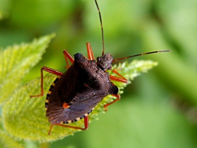 Black Orange 6 Legged Insect Hanging On A Green Leaf Plant photo