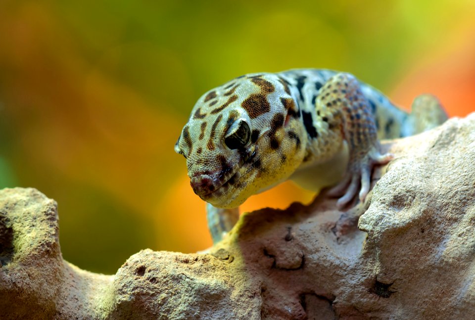 Gray Brown And White Lizard