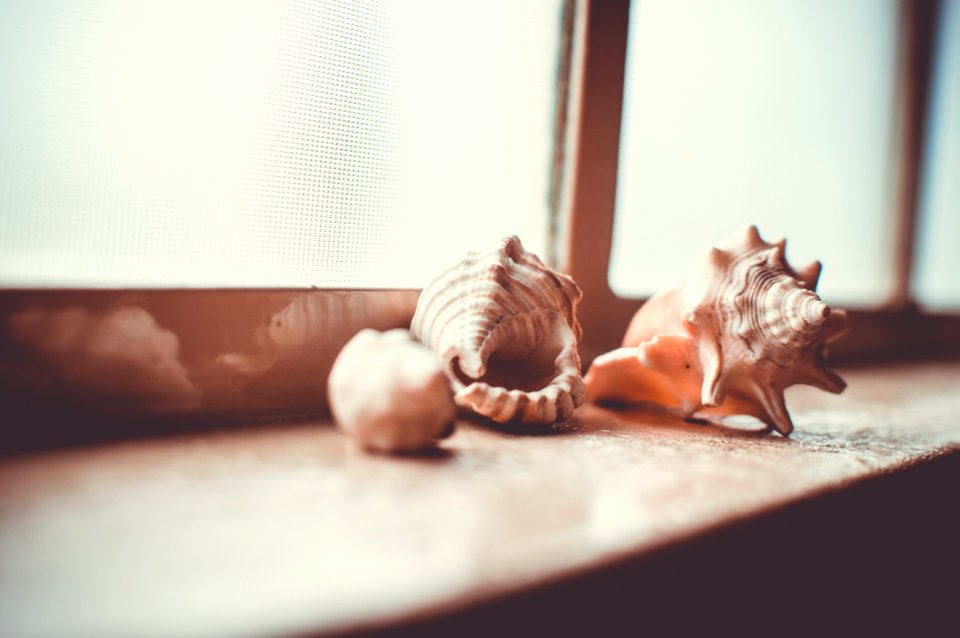Brown Sea Shell On Brown Surface Near Window