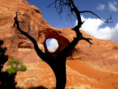 Black Bare Tree On The Brown Dessert Under Blue And White Sky
