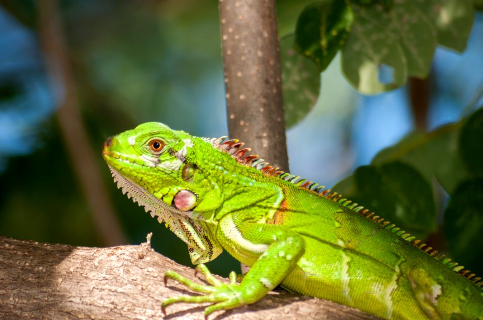 Green Reptile On Brown Tree