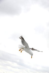 Sea Gull On Flight During Daytime